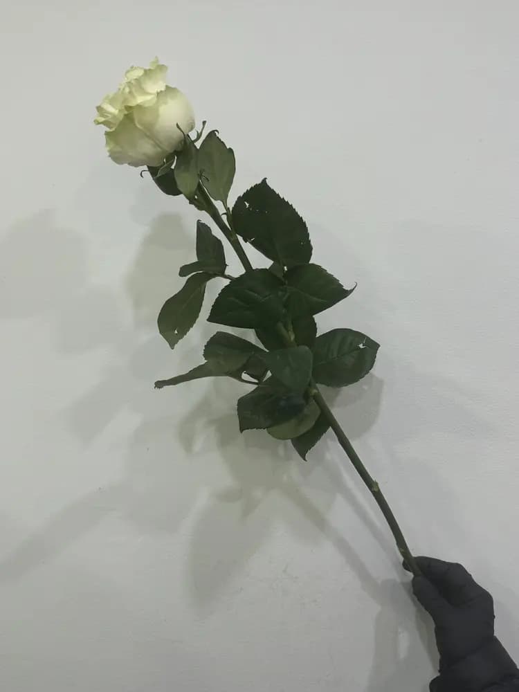 Голландские розы белые