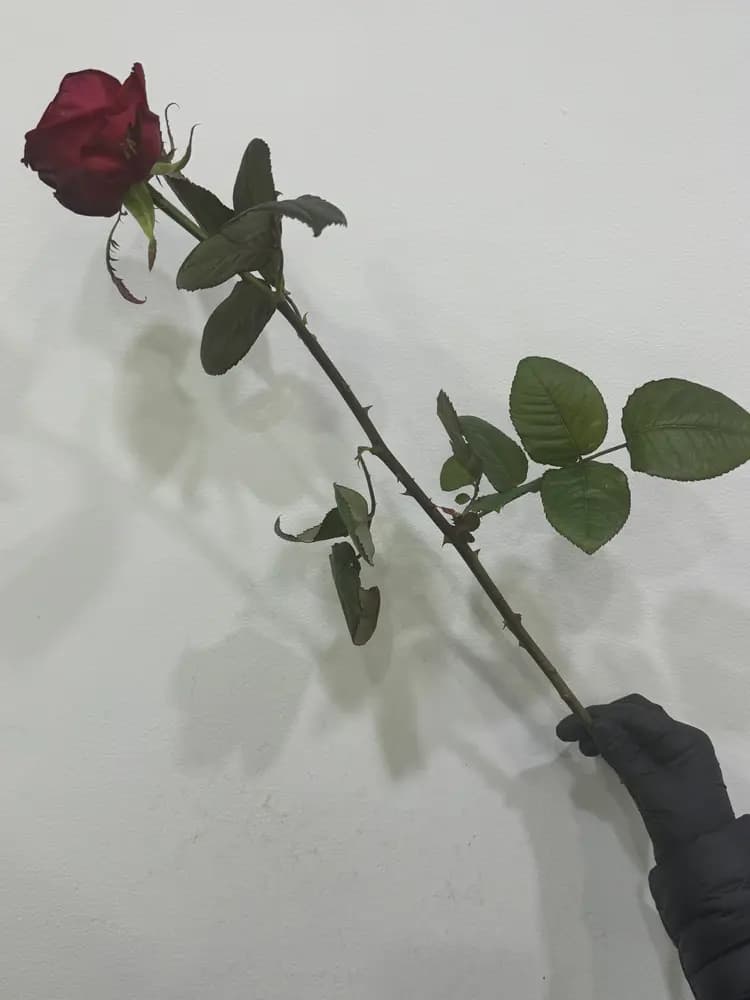 Голландские розы красные