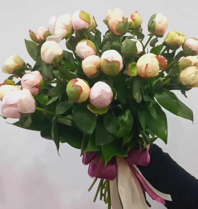 Розовые пионы — купить в Сочи
