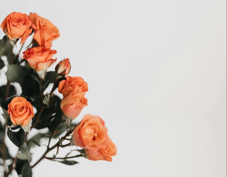 Оранжевые розы