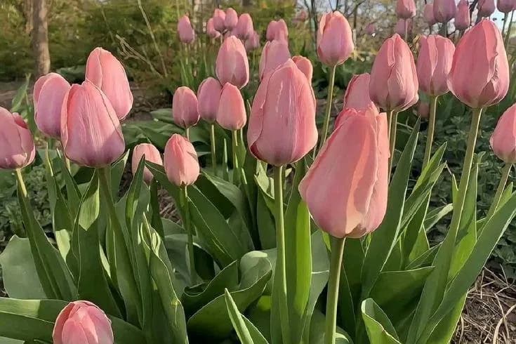 Как выбрать букет цветов для подарка в Сочи: советы флориста и 5 стильных идей