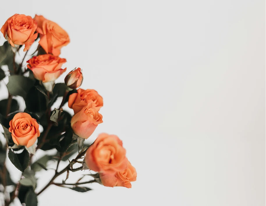 Roses orange